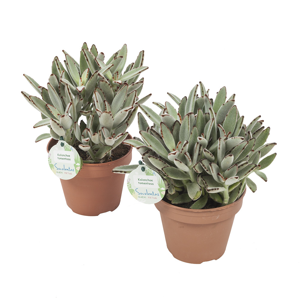 Dagaanbieding - Kalanchoe tomentosa Pandaplant set van 2 stuks dagelijkse koopjes